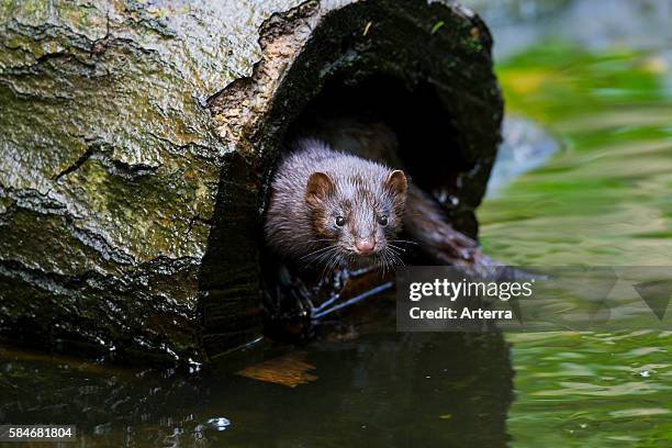 American mink , mustelid native to North America in hollow tree trunk on river bank.