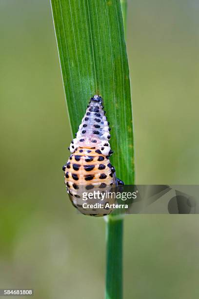 Ladybird in pupal stage .