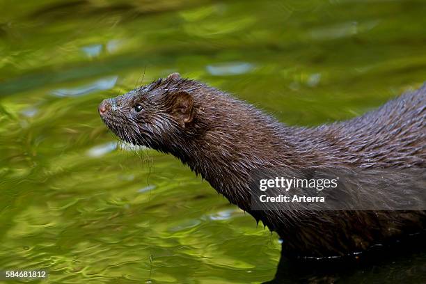 American mink , mustelid native to North America on river bank.