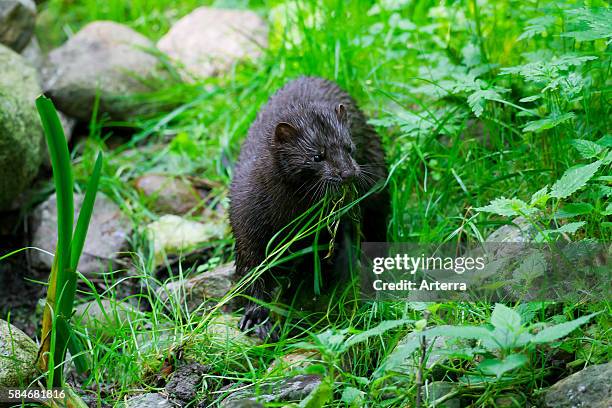 American mink , mustelid native to North America on river bank collecting grass for nest building.