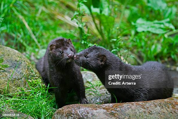Two American minks , mustelid native to North America meeting on river bank.