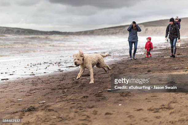 family walking the dog on the beach in winter - isle of wight winter stock pictures, royalty-free photos & images