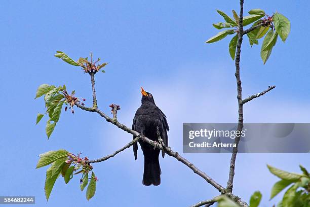 Common Blackbird male singing from tree in spring.