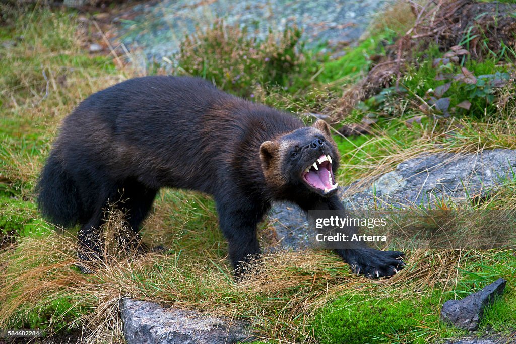 Wolverine Teeth Aggressive Wolverine showing teeth on the subarctic tundra in Sweden ...
