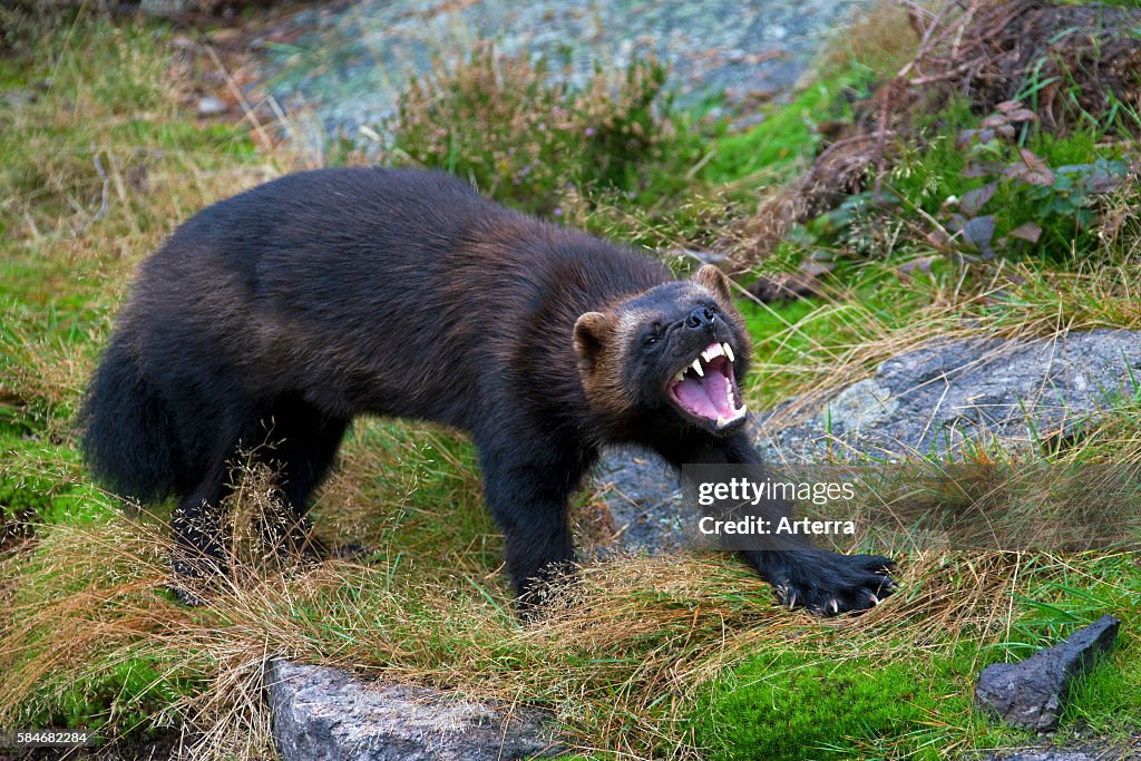 Aggressive Wolverine (Gulo gulo) showing teeth on the subarctic tundra in Sweden, Scandinavia