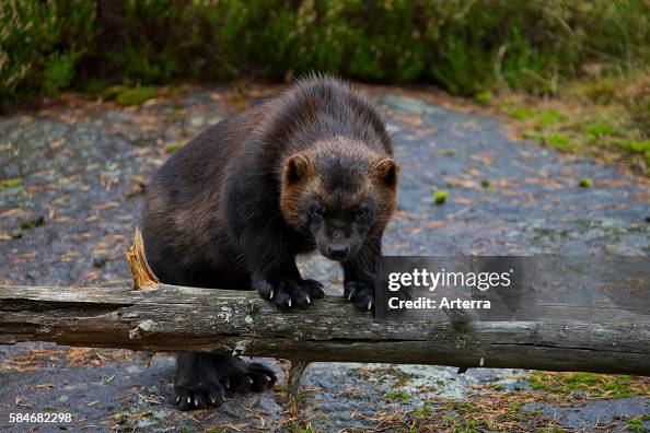 19 Wolverine Animal Claws Photos and Premium High Res Pictures - Getty Images 19 Wolverine Animal Claws Photos and Premium High Res Pictures - Getty Images