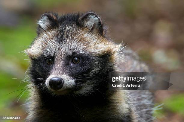 Raccoon dog invasive species in Germany, indigenous to East Asia.