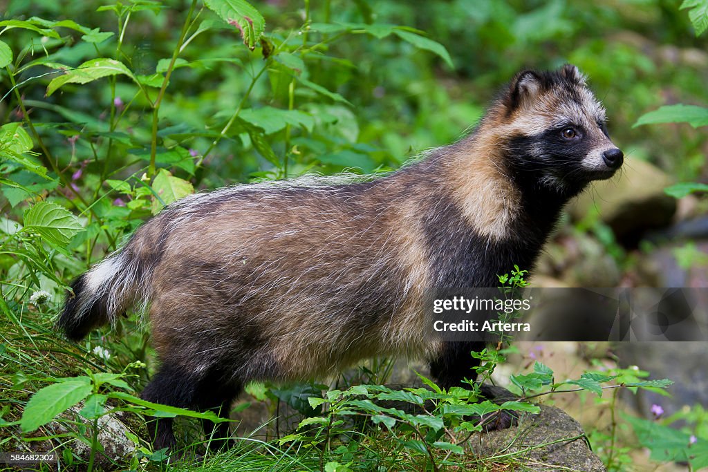 Raccoon dog (Nyctereutes procyonoides) invasive species in Germany, indigenous to East Asia
