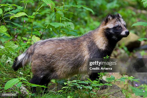 Raccoon dog invasive species in Germany, indigenous to East Asia.