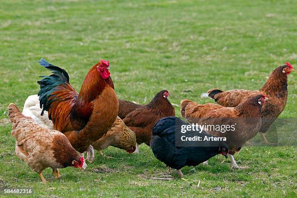 Flock of cock and hens chickens in field at poultry farm.