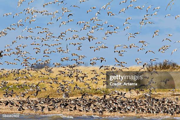 Crowd Flocking Crowd Bird Photos and Premium High Res Pictures - Getty Images