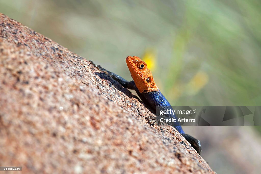 Male Namibian rock agama (Agama planiceps) sunning on rock at Brandberg Mountain, Damaraland, Namibia, South Africa