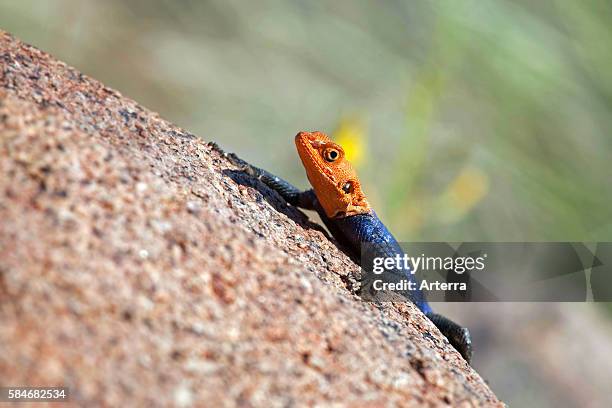 Male Namibian rock agama (Agama planiceps) sunning on rock at..., News Photo