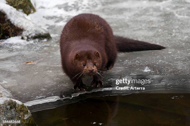 American mink , mustelid native to North America on frozen river bank in winter.