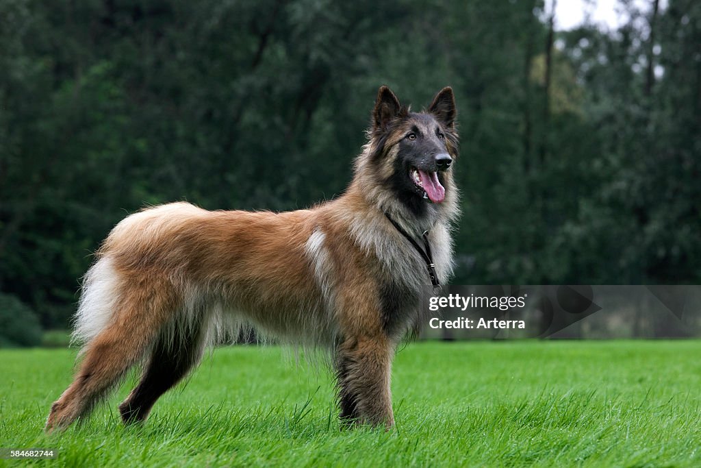 Belgian Shepherd Tervuren / Tervueren (Canis lupus familiaris) dog in garden
