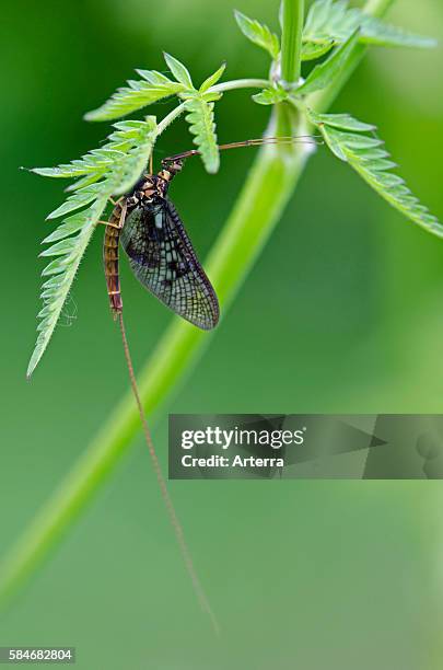 Mayfly Ephemera danica on leaf.