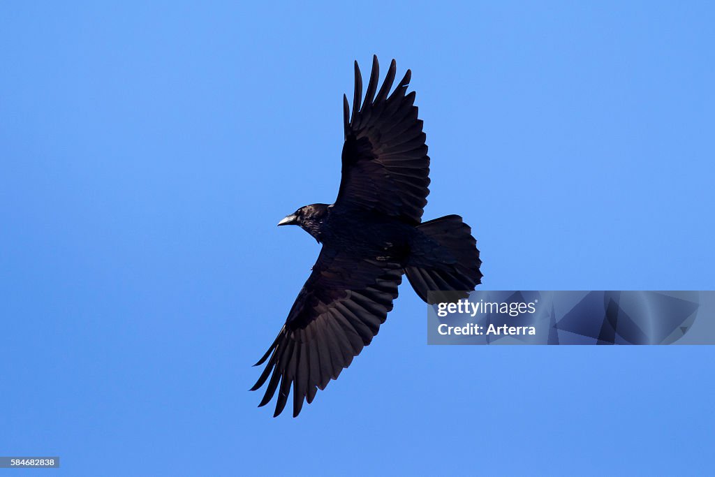 Common raven / Northern raven (Corvus corax) in flight