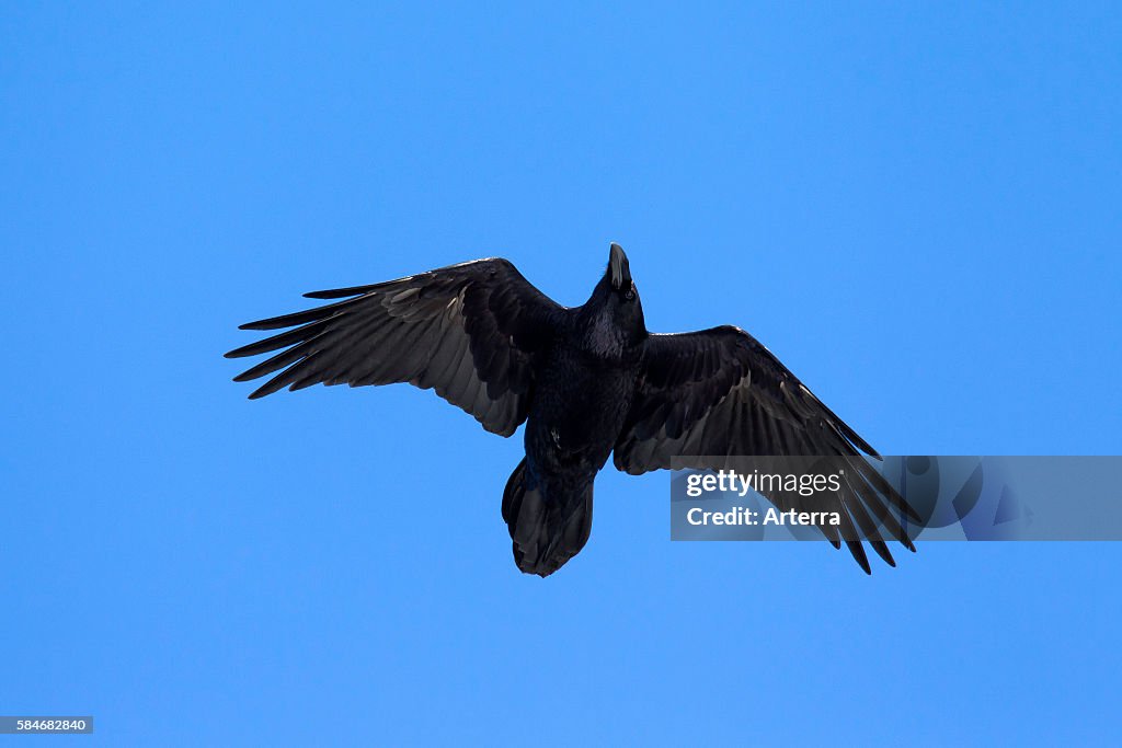 Ri Raven Common raven / Northern raven in flight. News Photo - Getty Images
