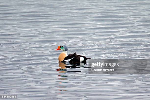 Koningseider in broedkleed zwemmend in zee, Lofoten, Noorwegen King Eider in breeding plumage swimming in sea, Lofoten, Norway.