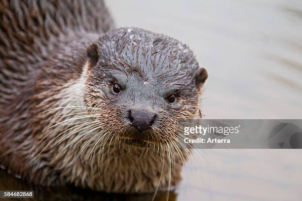 Europese otter European river otter close up.