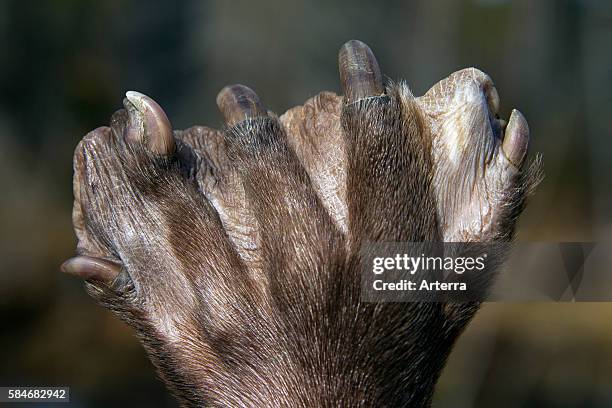 European beaver close up of webbed paw of hind leg.