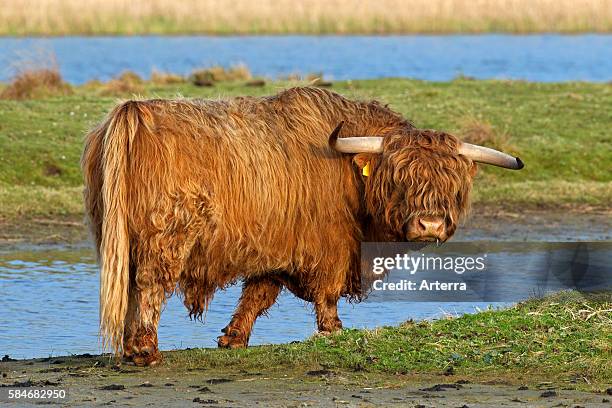 Red Highland Cattle bull in field.