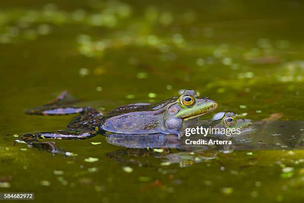 Amplexus Amplexus Photos and Premium High Res Pictures - Getty Images
