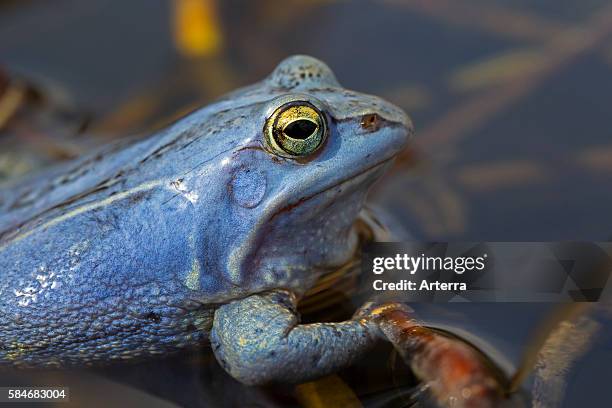 Spring Frog Animal 237 Spring Frog Stock Photos, High-Res Pictures, and Images - Getty Images