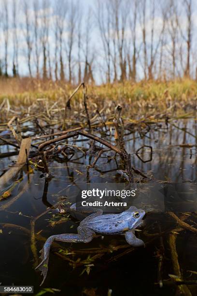 Spring Frog Animal 218 Spring Frog Stock Photos, High-Res Pictures, and Images - Getty Images