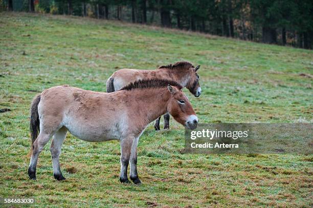 Two Przewalski horses native to the steppes of Mongolia, central Asia.