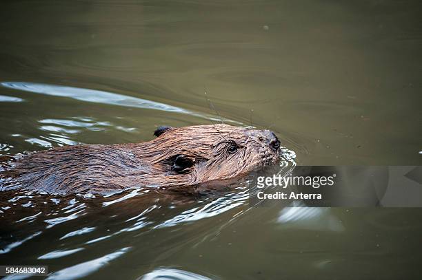 Close up of Eurasian / European beaver swimming in lake.