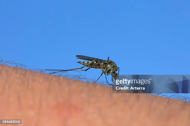 Common gnat / common house mosquito stinging human arm to feed on blood.