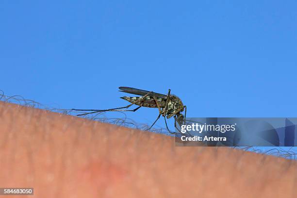 Common gnat / common house mosquito stinging human arm to feed on blood.