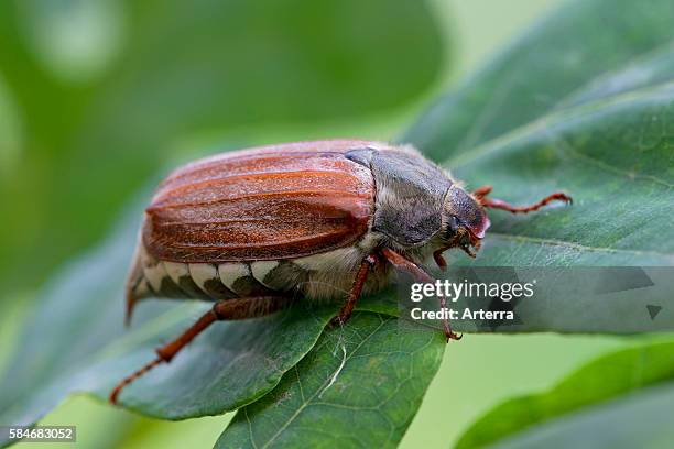 Common cockchafer / May bug on leaf in oak tree.