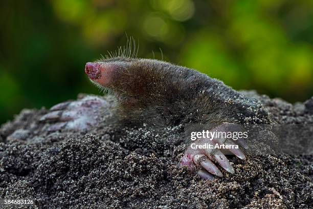 Close up of European mole emerging from molehil and showing large, spade-like forepaws with huge claws.