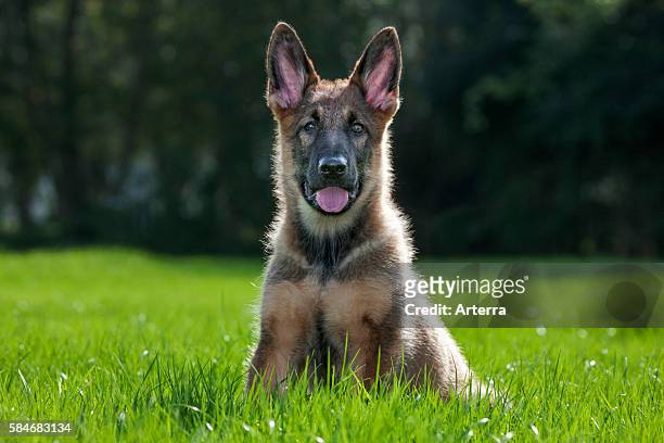 German shepherd dog pup sitting on lawn in garden.