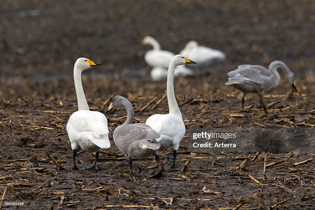 Whooper Swans (Cygnus cygnus) with juveniles foraging in stubble field