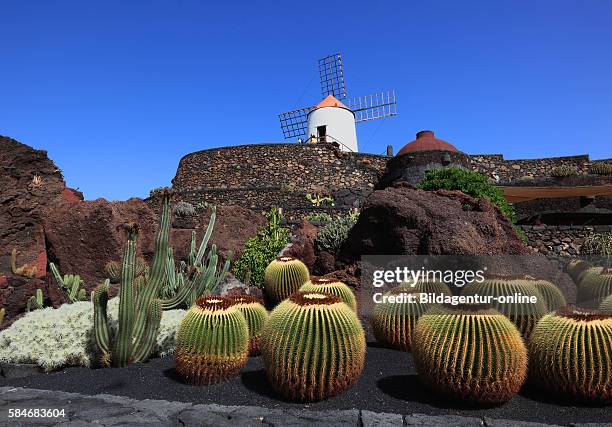 Echinocactus grusonii, Gofio mill, Cactus Garden JardÌ_n de Cactus at Guatiza, Lanzarote, Canary islands, canaries, spain.