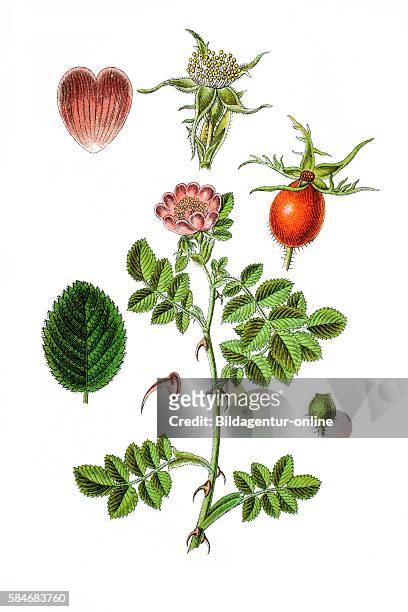 Sweet briar, sweet brier or eglantine, rose, Rosa rubiginosa, Syn.: Rosa eglanteria.