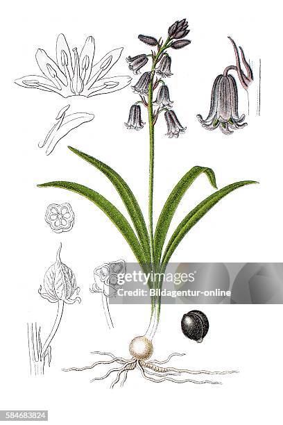 Common bluebell, hyacinthus nonscriptus .