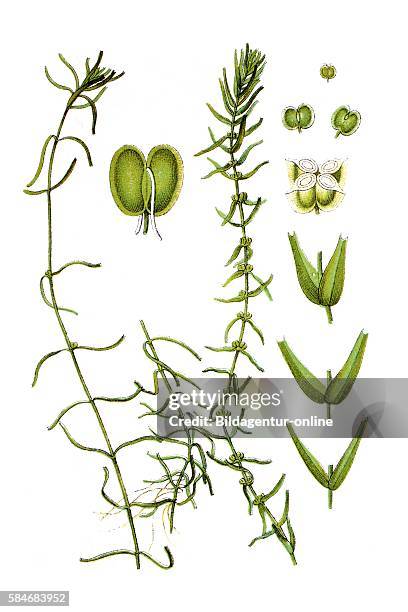 Intermediate water starwort, Callitriche hamulata. Right: autumnal water-starwort, Callitriche autumnalis .