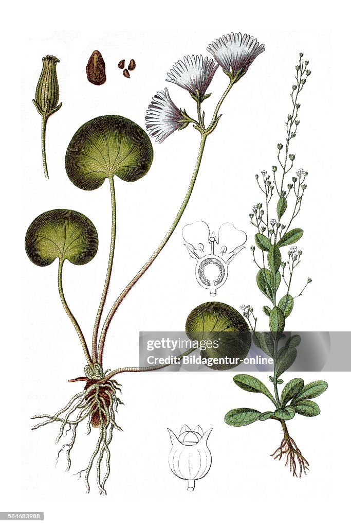 Medicinal plants