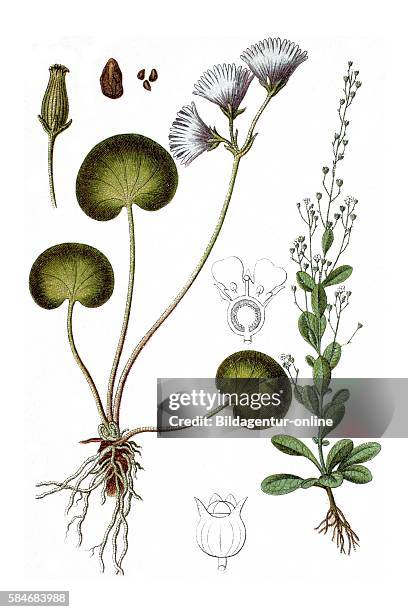 Medicinal plants, News Photo