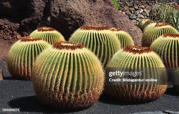 Echinocactus grusonii, Cactus Garden JardÌ_n de Cactus at Guatiza, Lanzarote, Canary islands, canaries, spain.