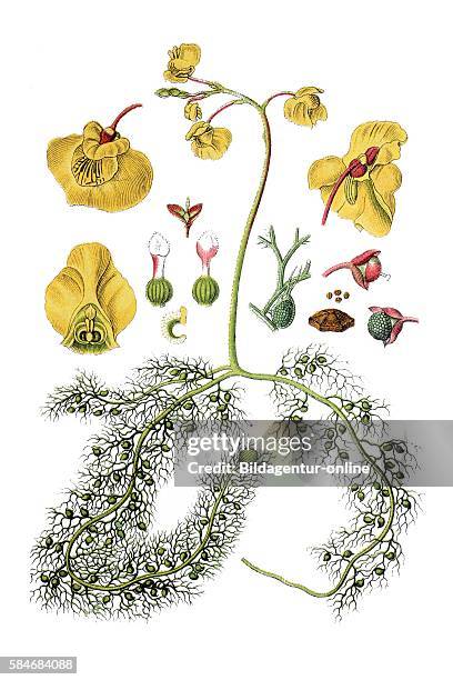 Utricularia vulgaris, common bladderwort.