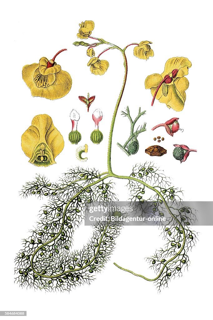 Utricularia vulgaris