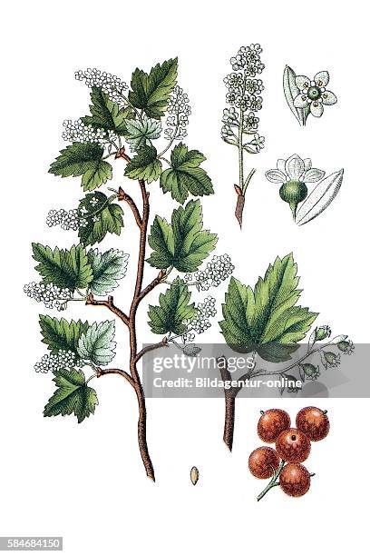 Native Alpine Currant 13 Alpine Currant Stock Photos, High-Res Pictures, and Images - Getty ...