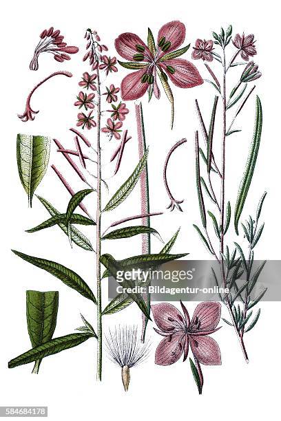 Fireweed, Great Willow-herb, or Rosebay Willowherb, Chamerion, Epilobium angustifolium, right: Willow-herb, Epilobium dodonaei.
