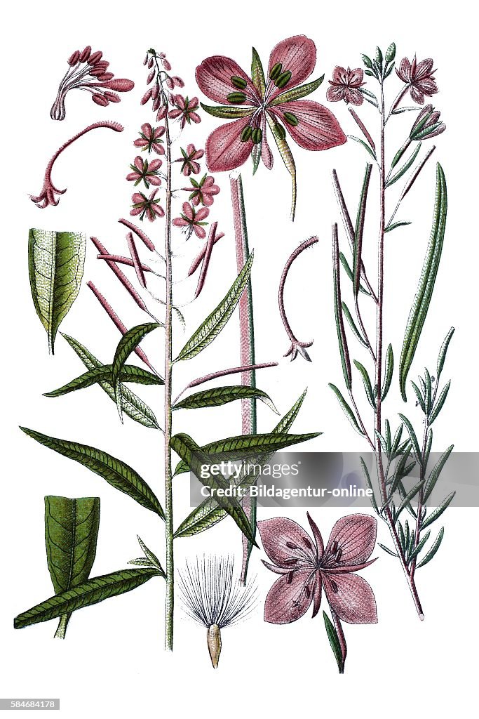 Medicinal plants