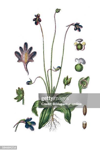 Common butterwort, Pinguicula vulgaris .